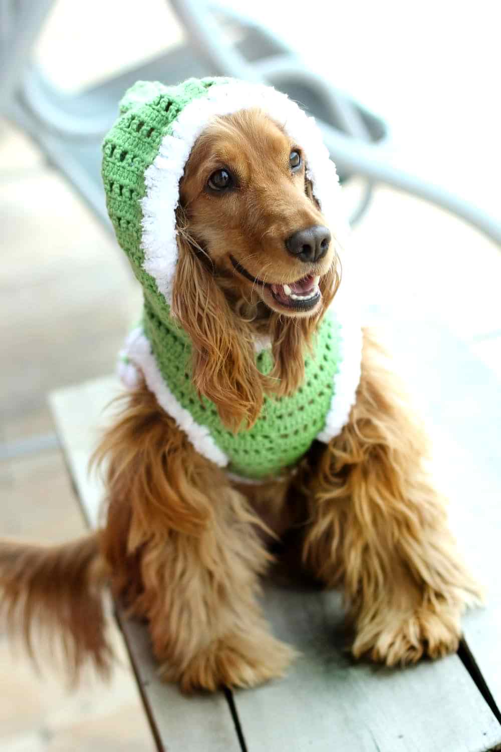 köpek diger ürünler