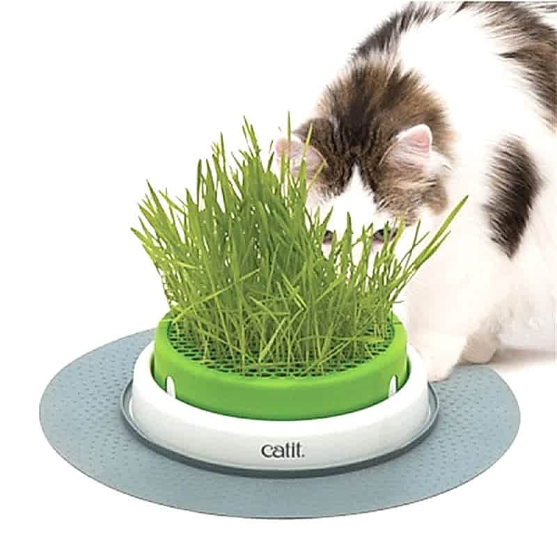 Hagen Catit Senses Grass Planter Kedi Çim Seti