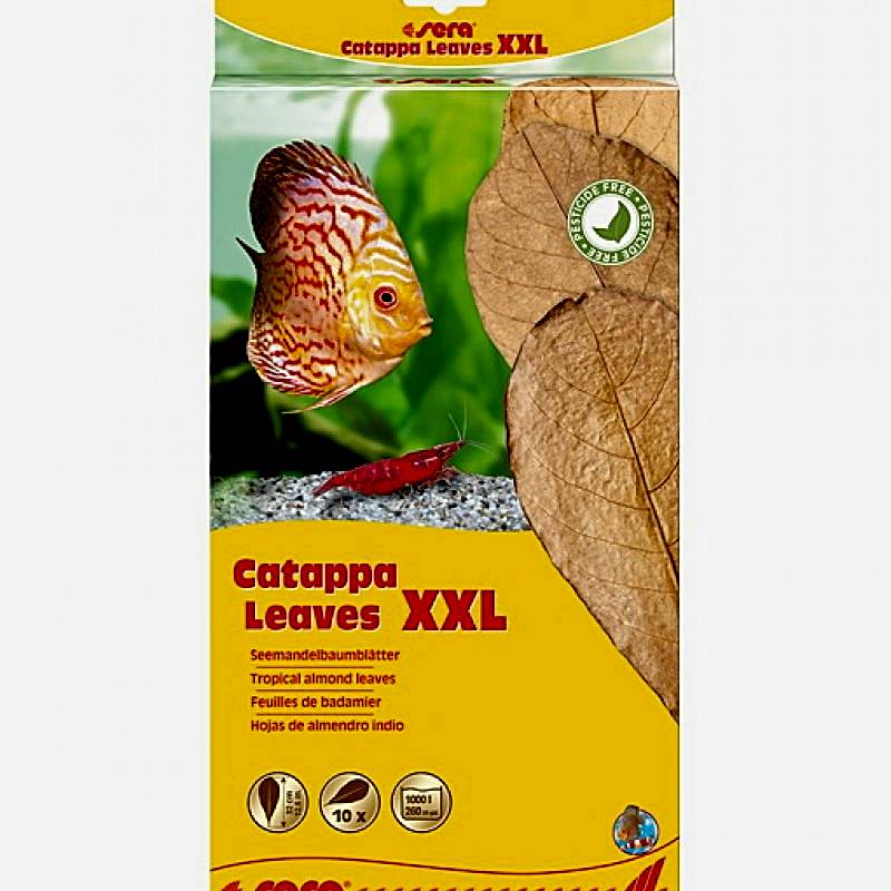 Sera Catappa Yaprağı XXL 32 Cm 10lu Paket
