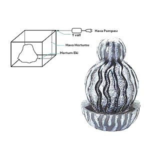 Dophin Kum Şelalesi Kaktüs