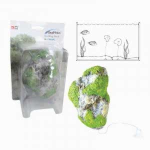 Dophin Yüzen Kaya M